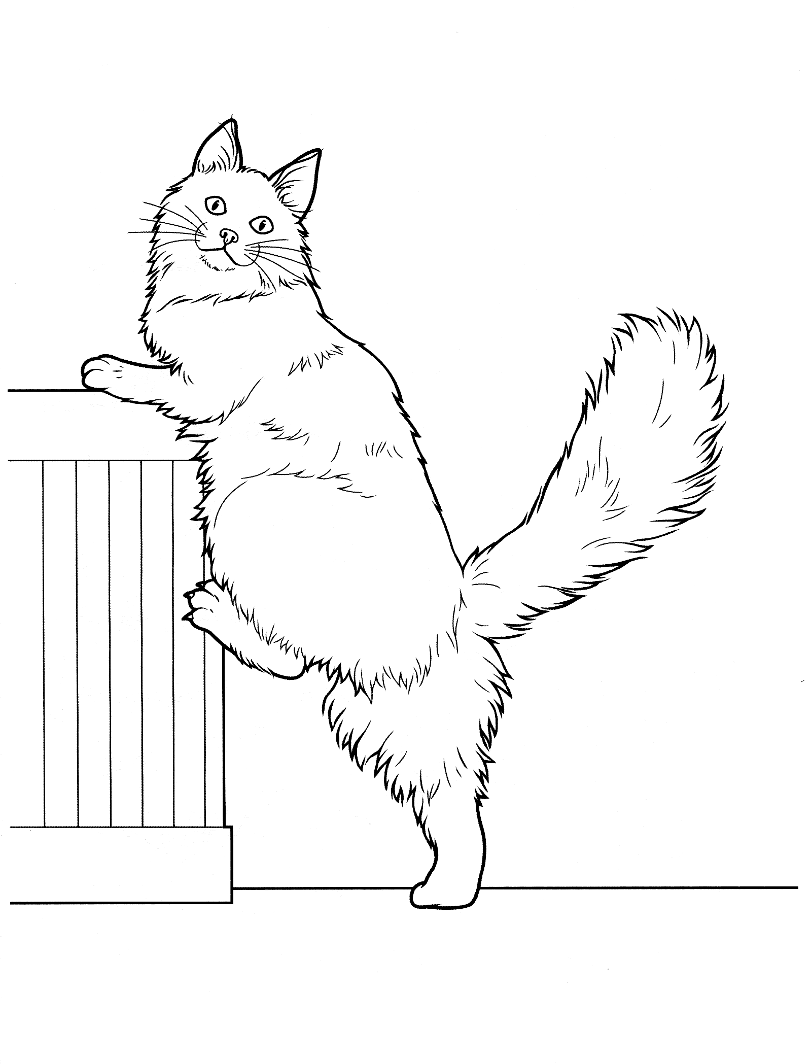 Coloring page - Maine Coon