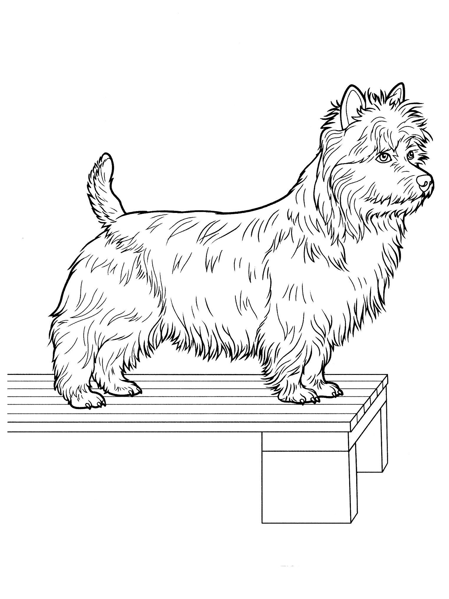 Download Coloring page - Yorkshire Terrier