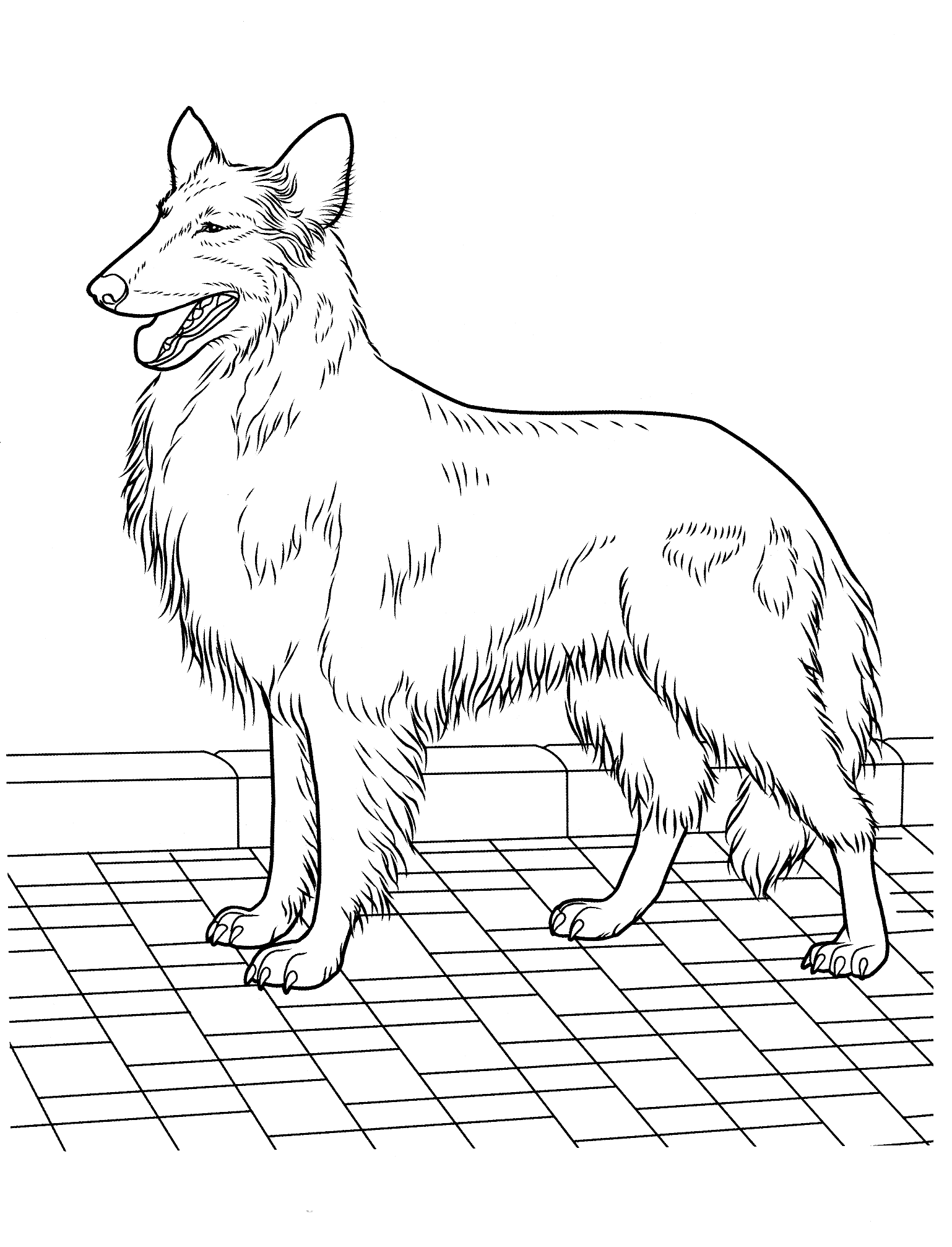 Coloring page Collie