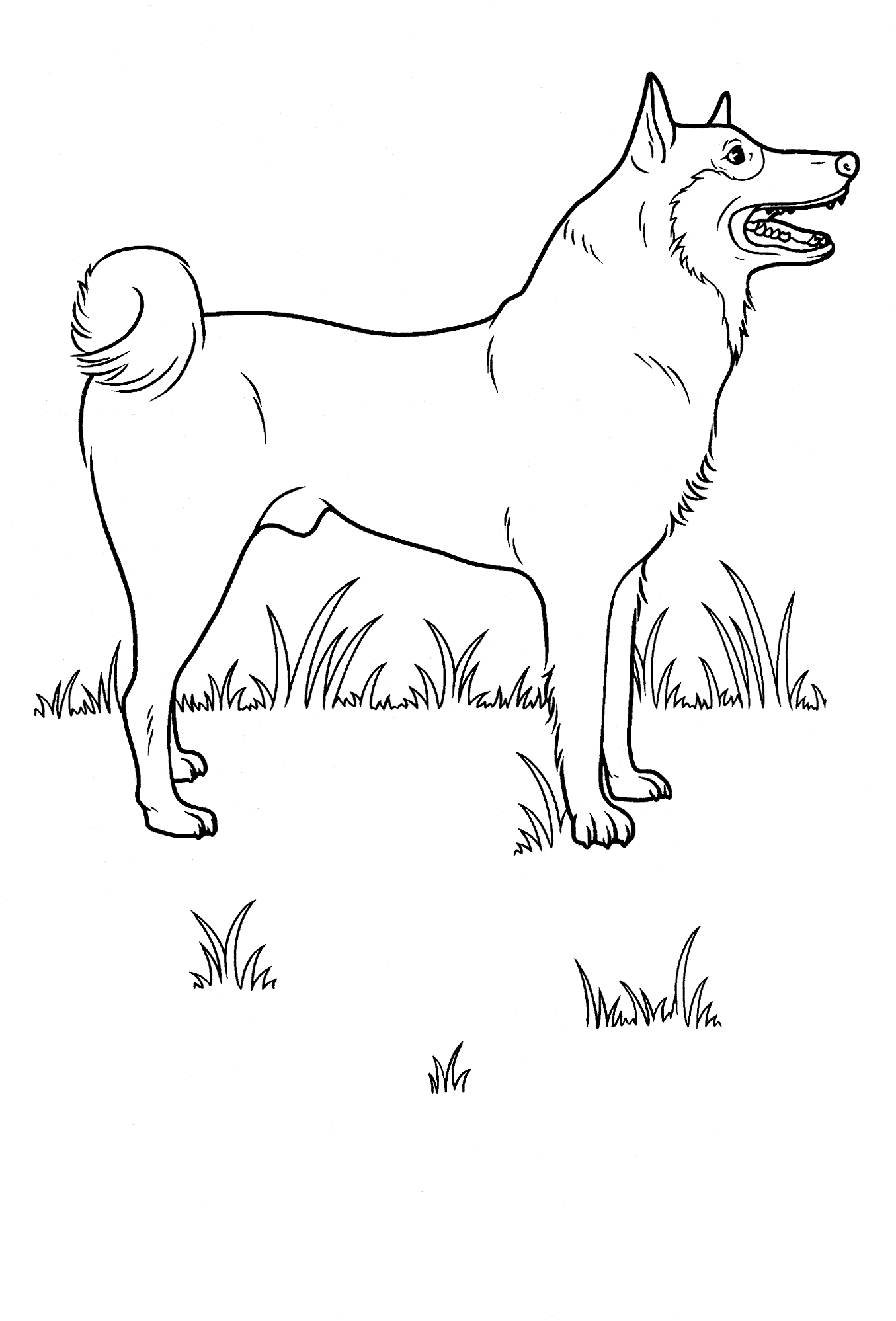 Coloring page - Cavalo no prado