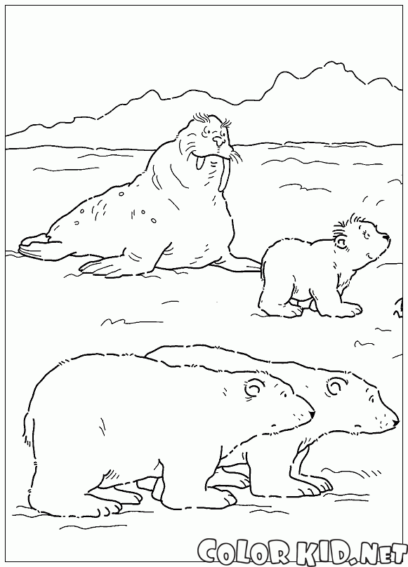 Walrus e ursos