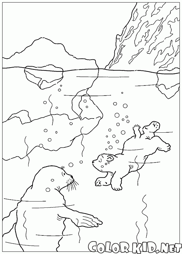 Mergulhos Urso