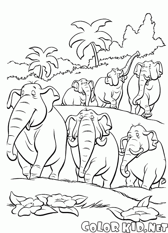 Um rebanho de elefantes