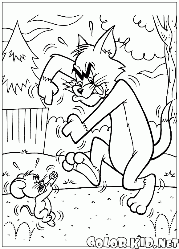 Sparring Tom e Jerry