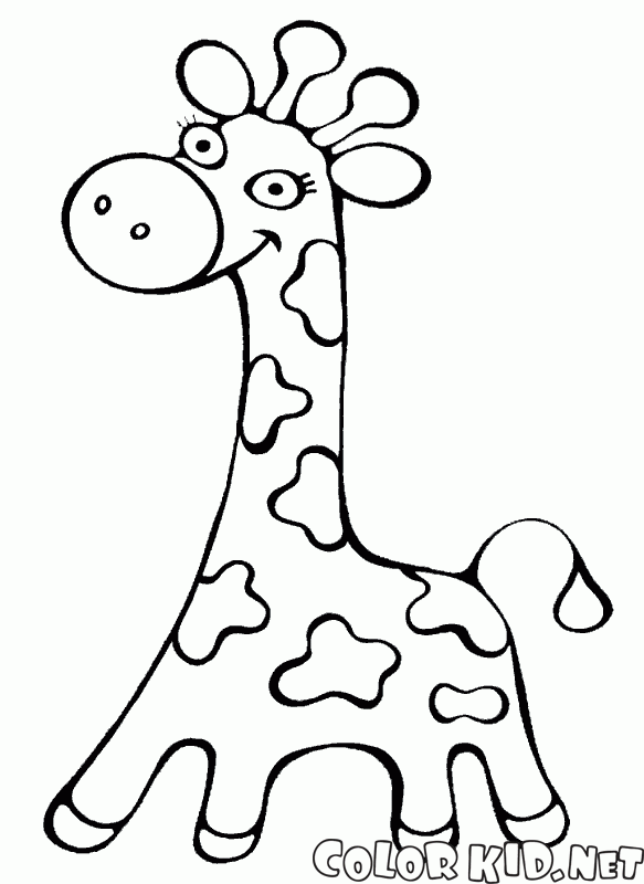Giraffe curta