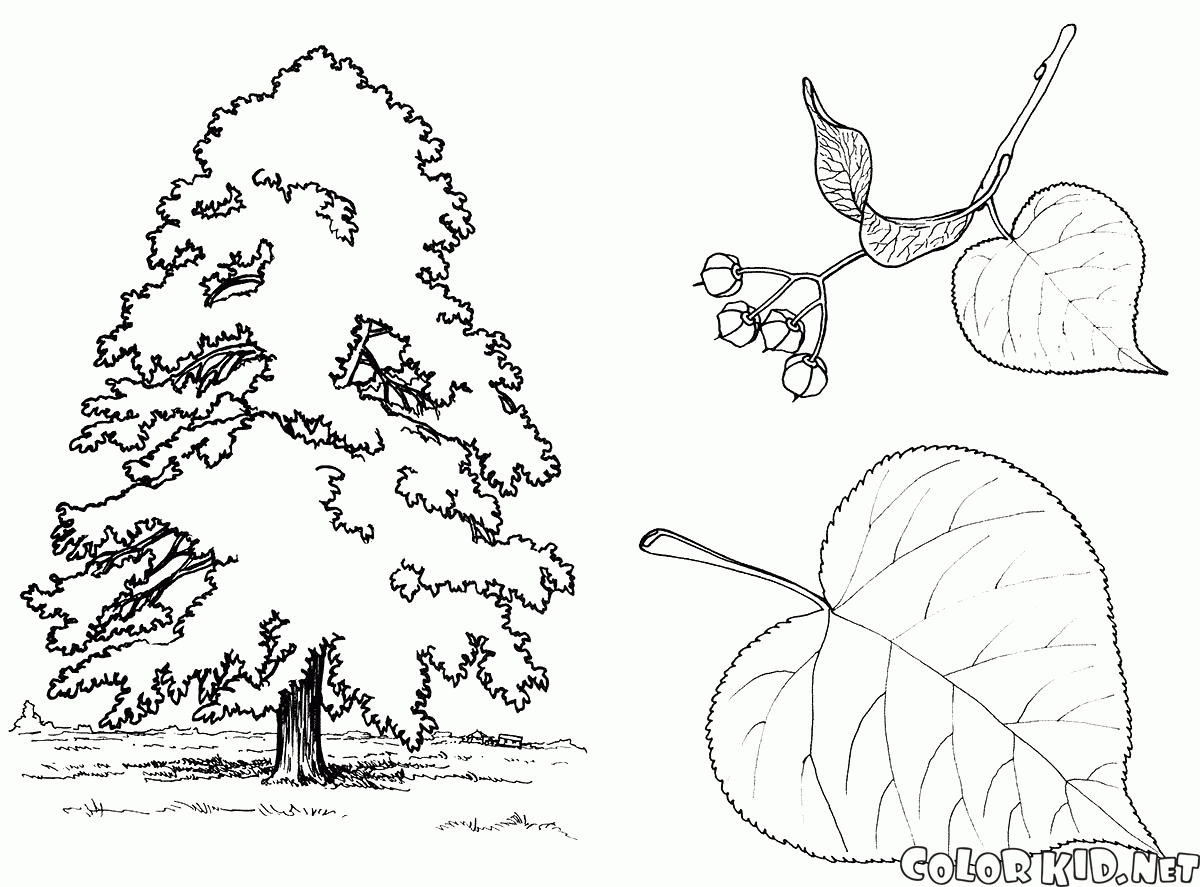 Linden árvore