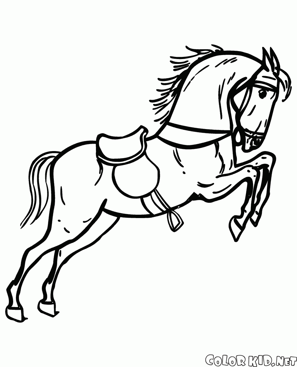 Desenho de Cavalo Stock australiano para colorir