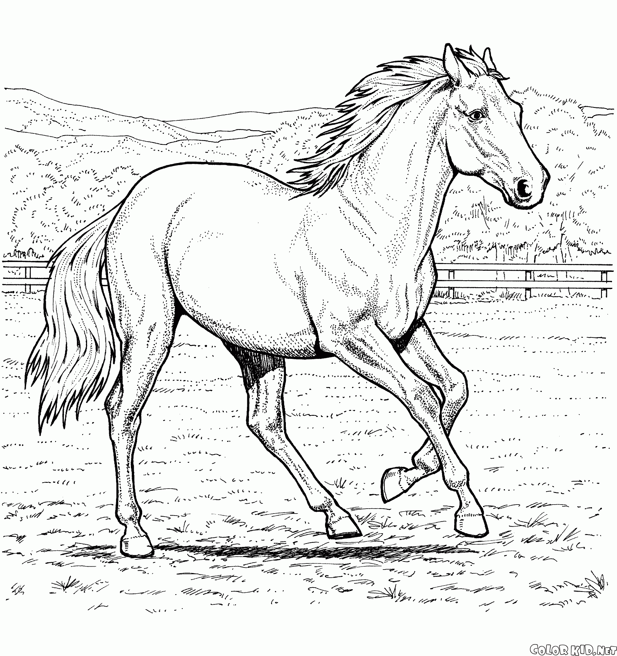 Cavalo em uma exploração agrícola
