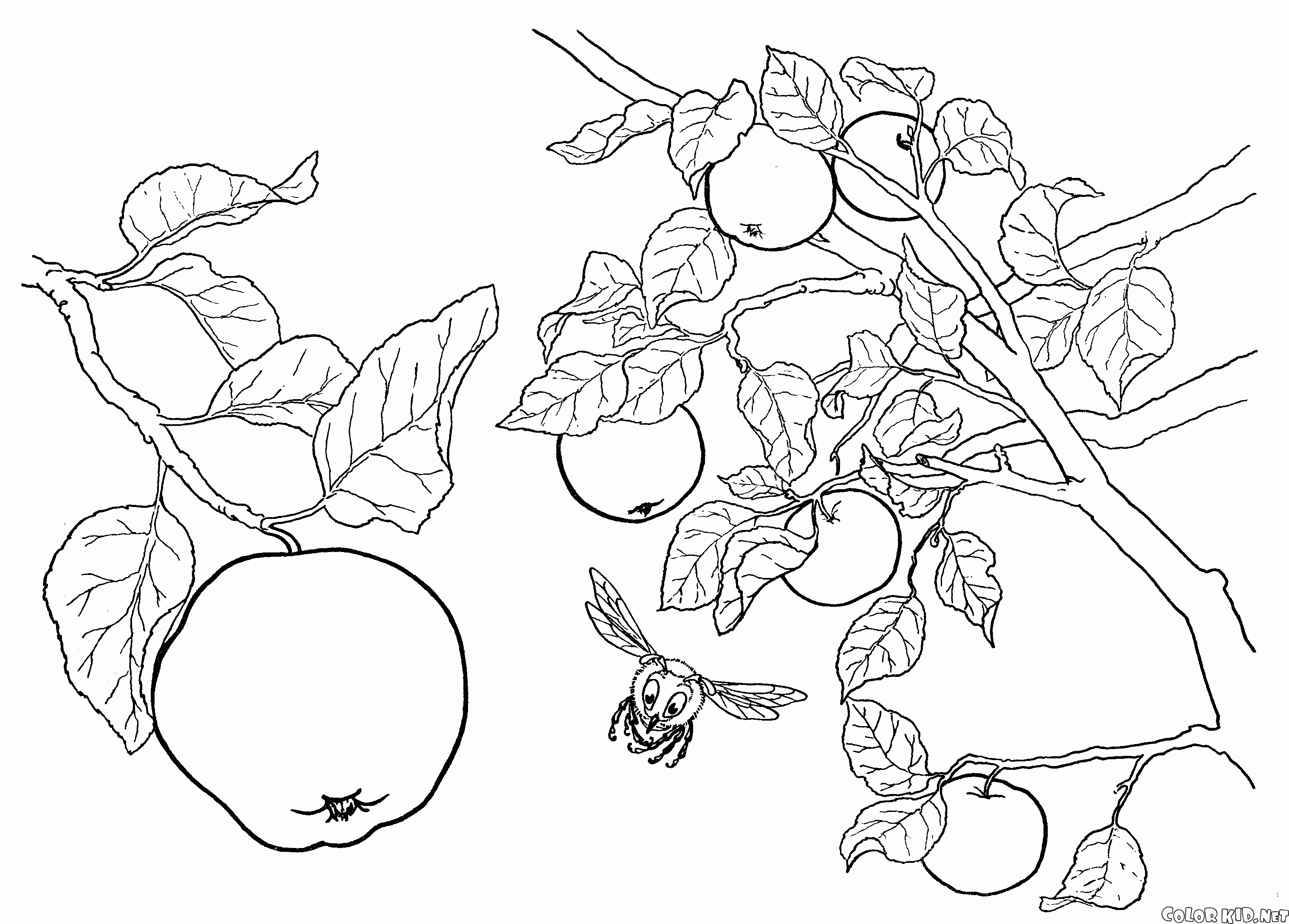 Árvore de Apple da fruta