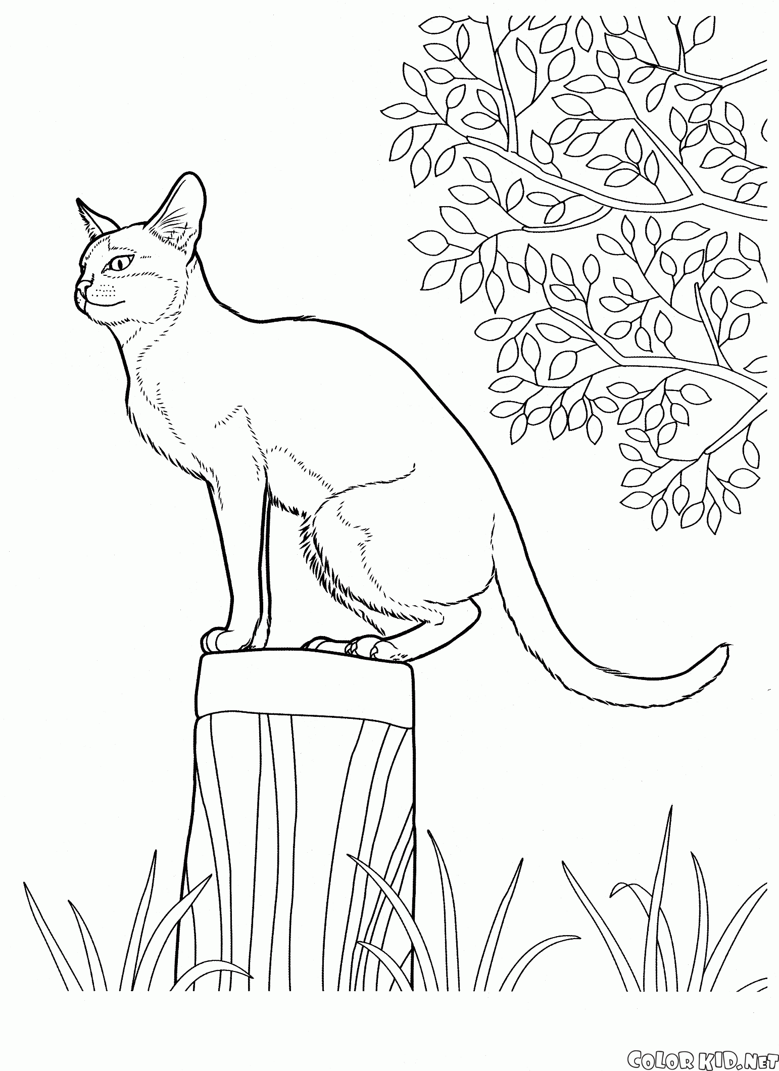 Desenhos para colorir de Gatos para baixar - Gatos - Coloring