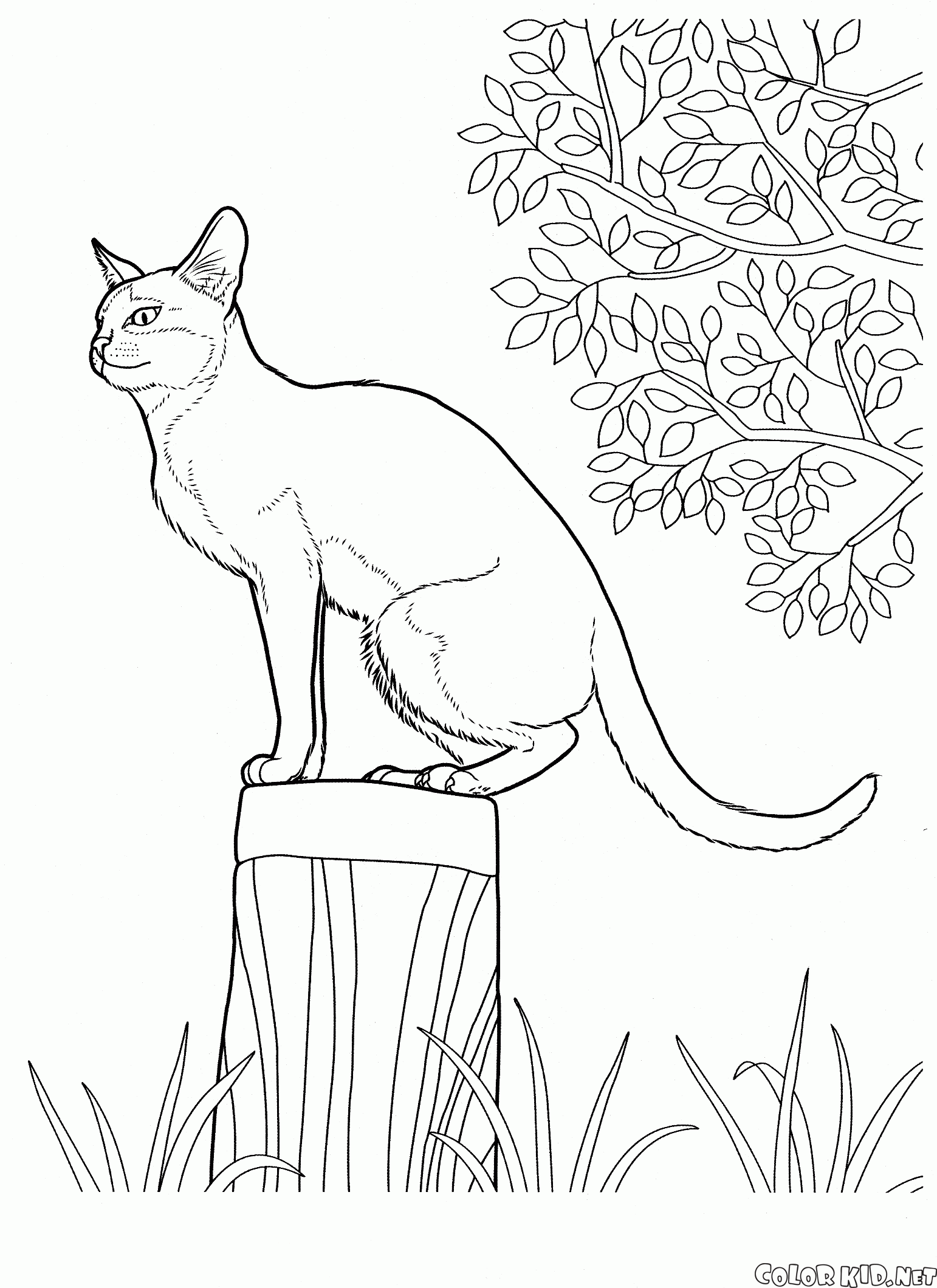 Desenhos simples para crianças para colorir de Gatos - Gatos - Coloring  Pages for Adults