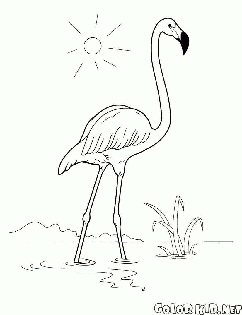 Páginas para colorir do flamingo para crianças