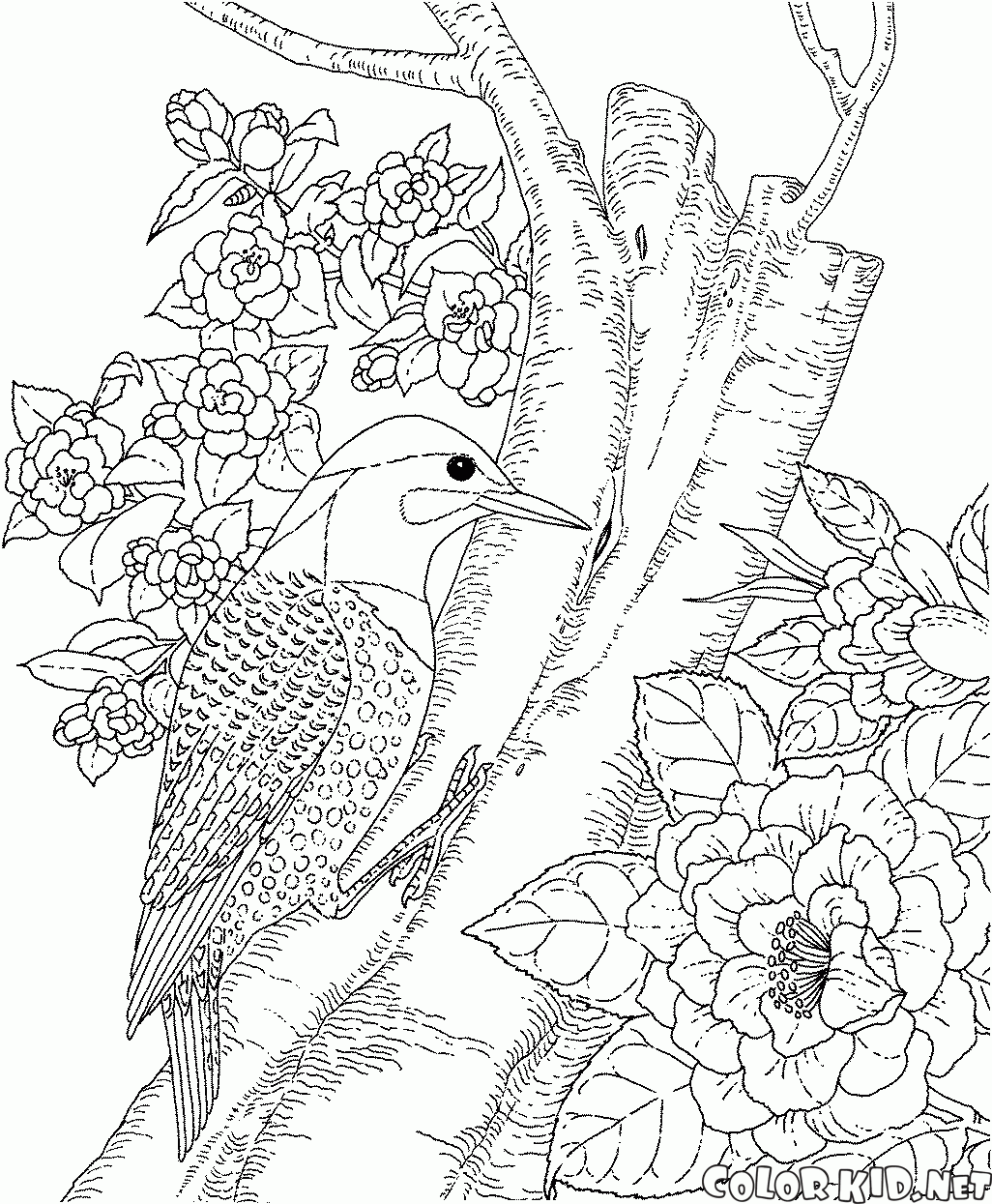 Pica-pau na Floresta