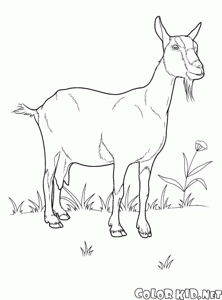 Goat on the Meadow