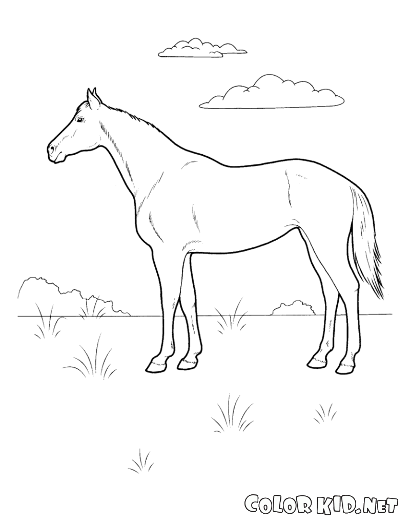 Coloring page - Cavalo no prado
