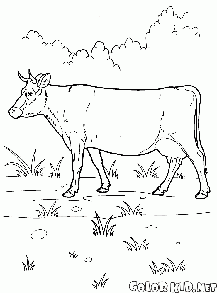 Vaca em uma caminhada