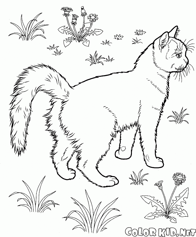 Gato no jardim