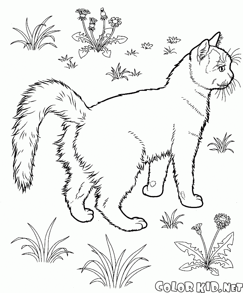 Desenho de gato na janela para colorir