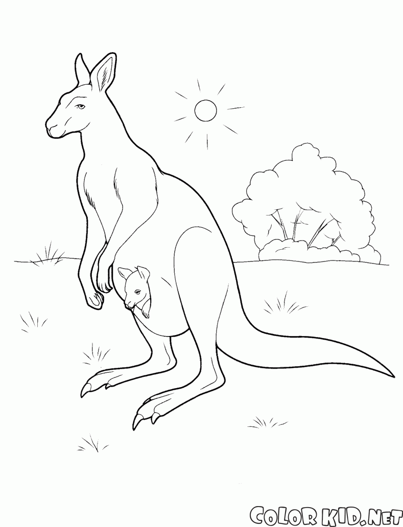 Canguru na Austrália