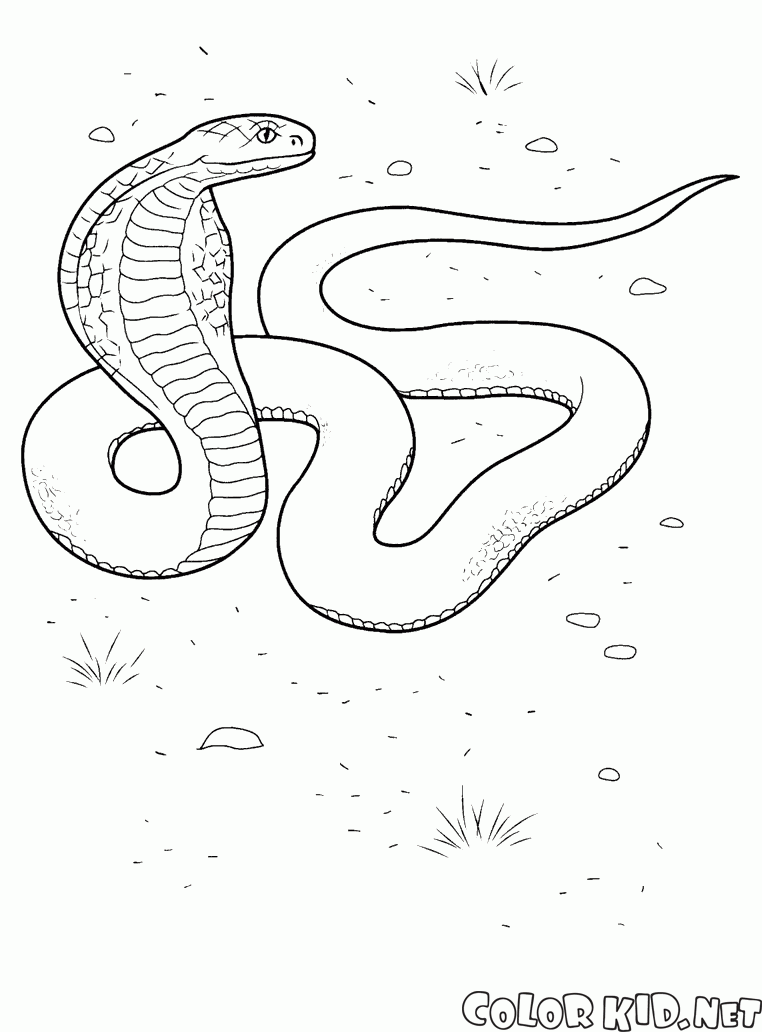 Desenhos para colorir – Cobra