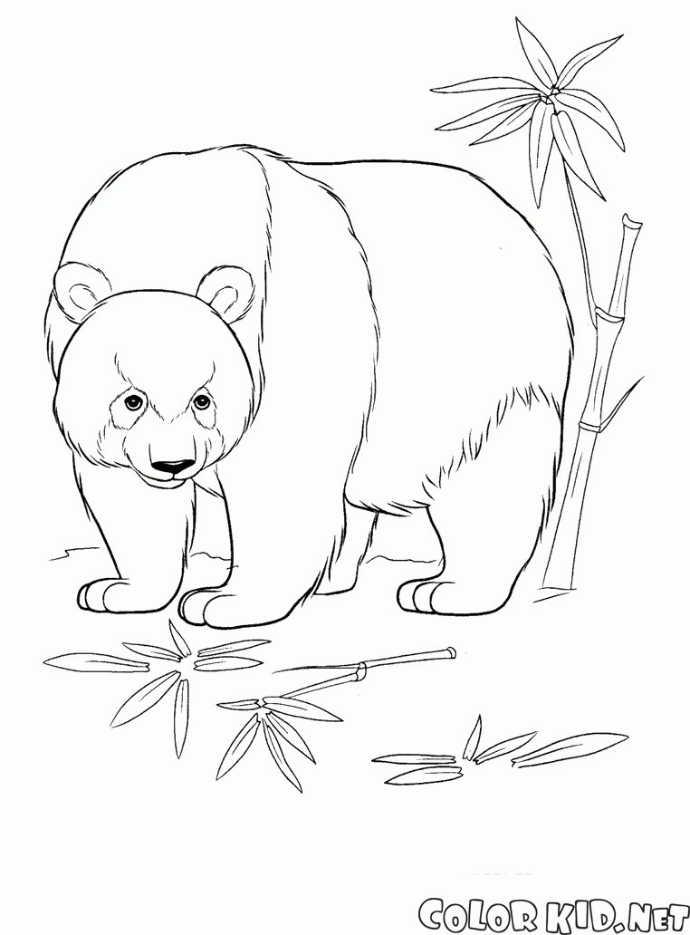 Desenhos simples para crianças para colorir de Pandas - Pandas