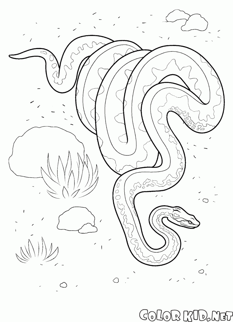 Coloring page - Cobra em ação