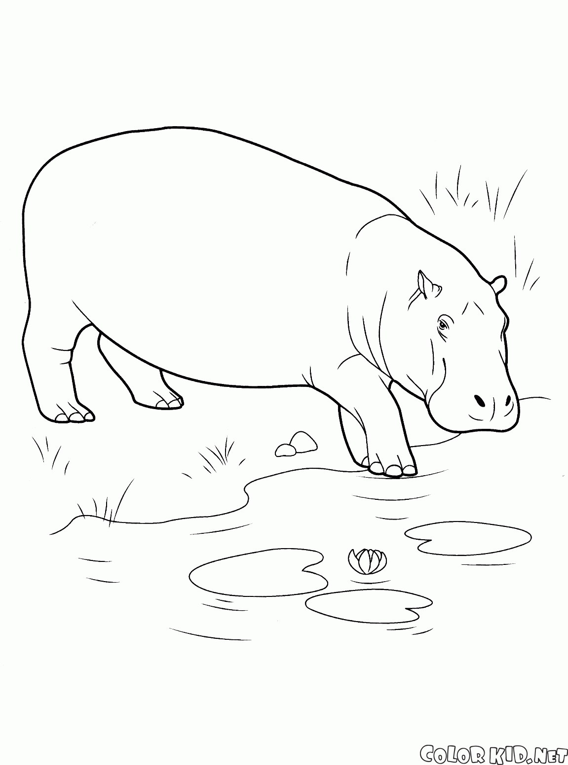Hipopótamo vai para o corpo de água