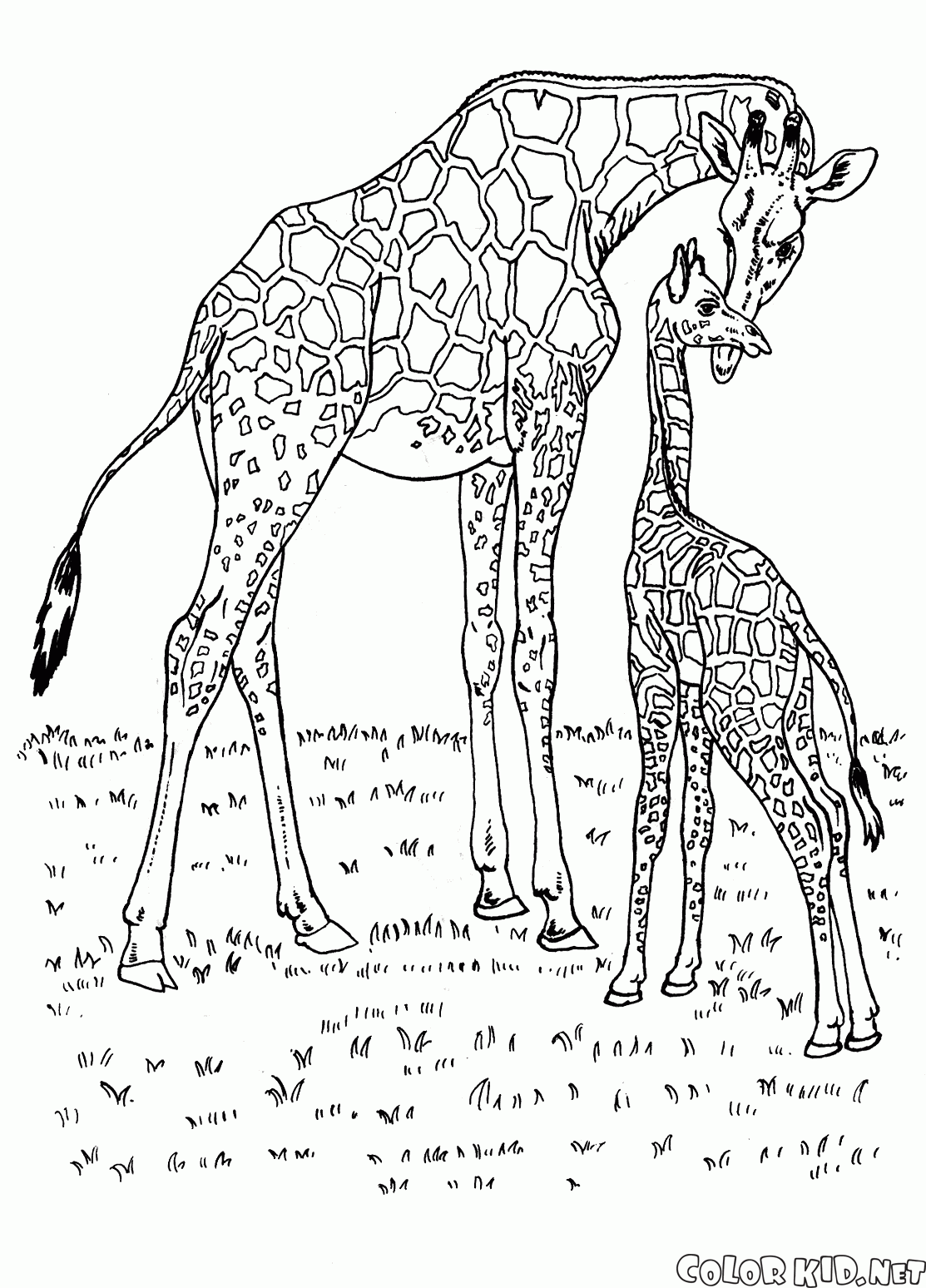 Girafas na África
