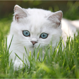 Gatos