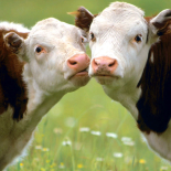 Animais domésticos