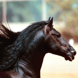 Cavalos