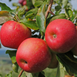 Folhas e frutos
