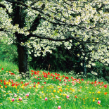 Estações Primavera