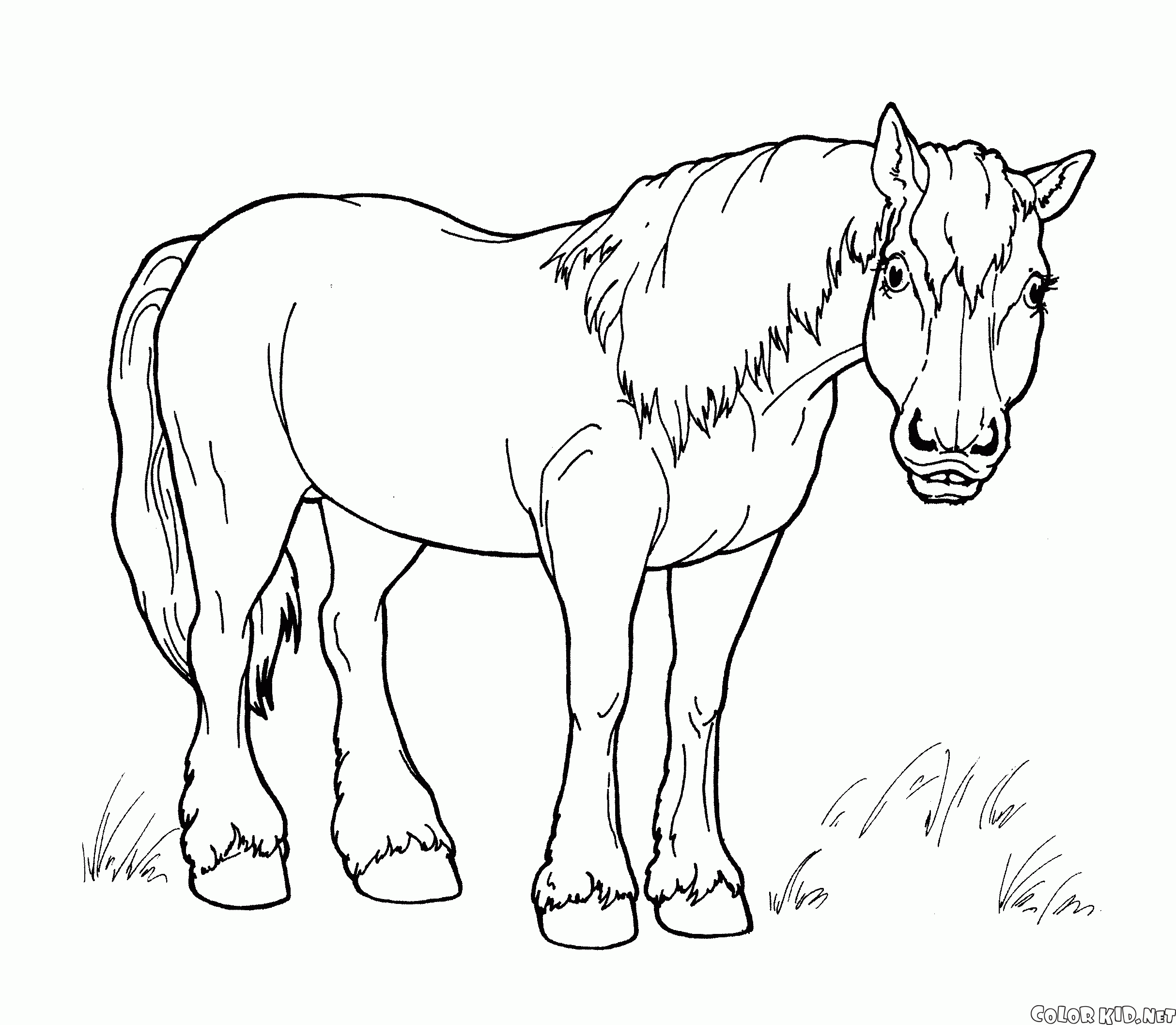 Coloring page - Banhando o cavalo