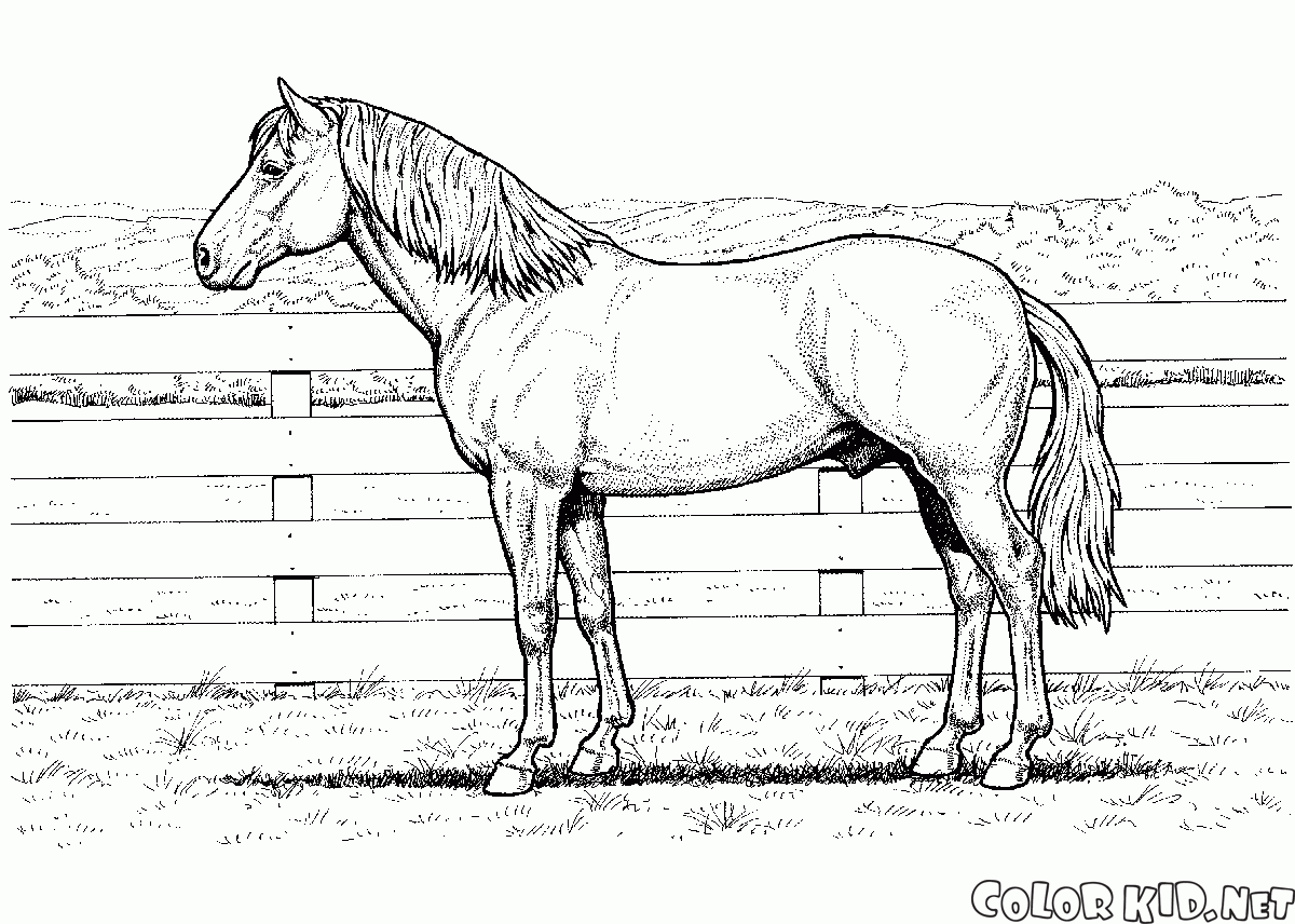 As melhores páginas para colorir cavalos para crianças - GBcolouring