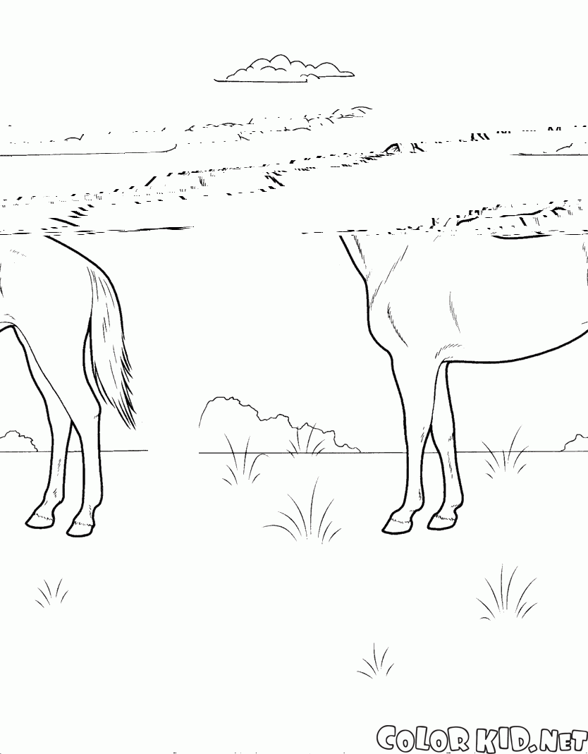 Coloring page - Cavalo no prado