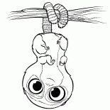 Pear Urso