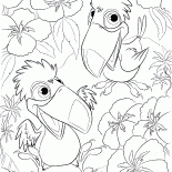 Tucanos