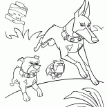 Três cães