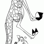 Melman está brincando