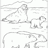Walrus e ursos