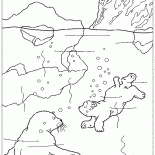 Mergulhos Urso