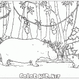 Encontro com hipopótamo