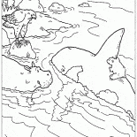 Montando as orcas