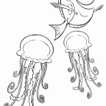Dori e água-viva