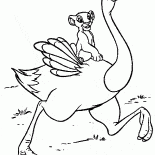 Simba em uma avestruz