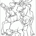 Mooses e ursos