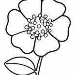 Flor