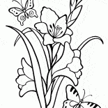 Gladíolo