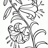 Lírio